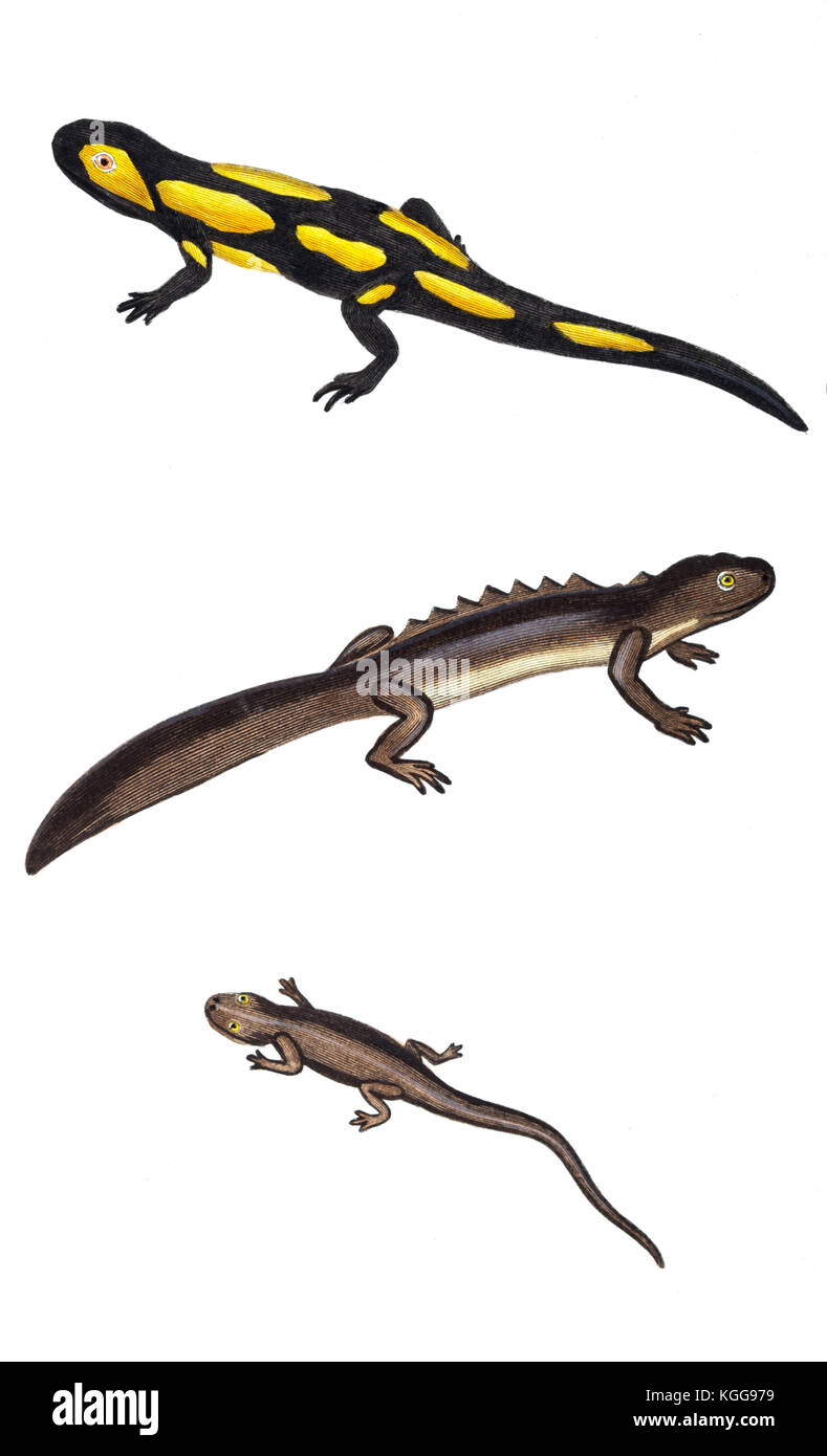Lizards reptile Cut Out Stock Images & Pictures - Alamy