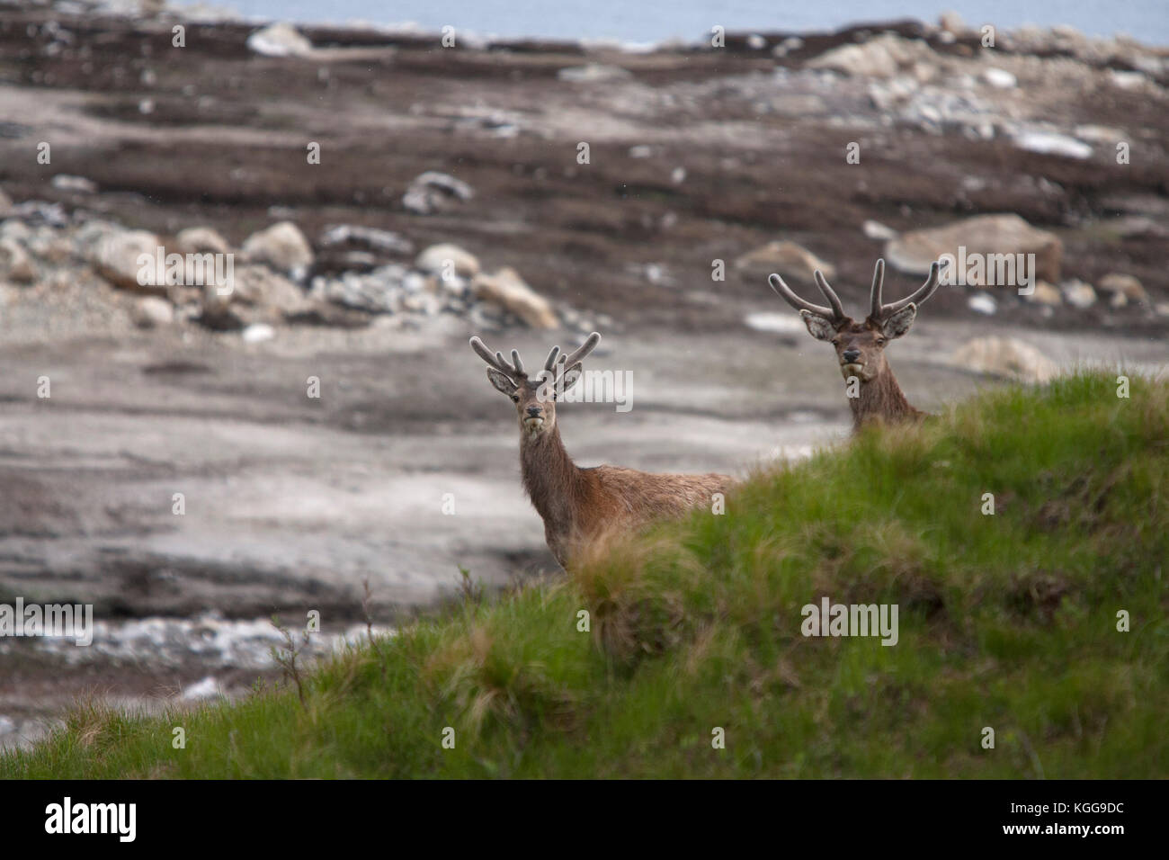 Red Deer, Cervus elaphus, two adult males peering over hillside. Glen Garry, Highland, Scotland, UK. Stock Photo
