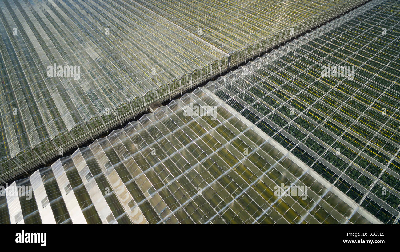 Aerial of greenhouses / glasshouses in the Westland area in The Netherlands Stock Photo