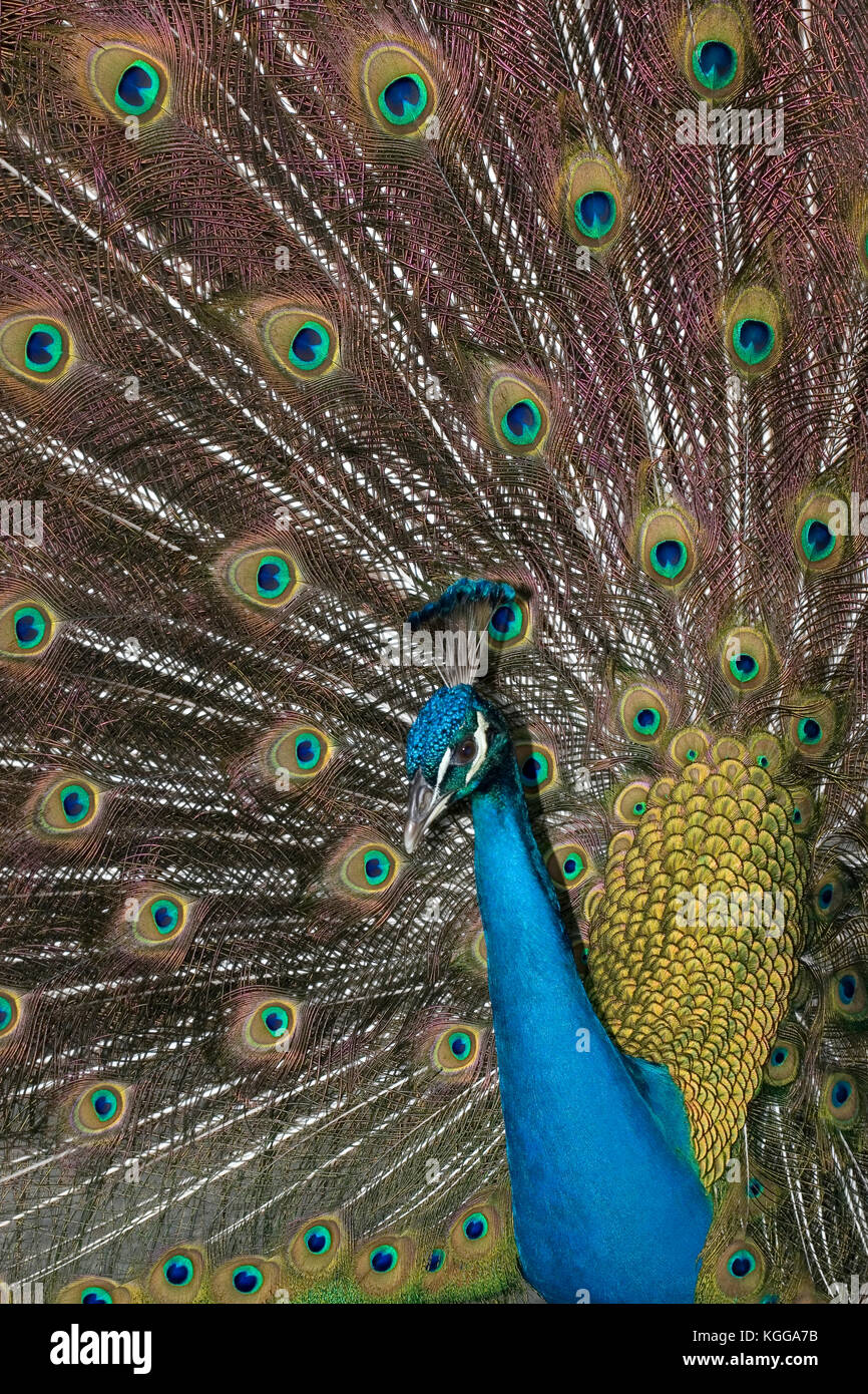 Peacock displaying Stock Photo