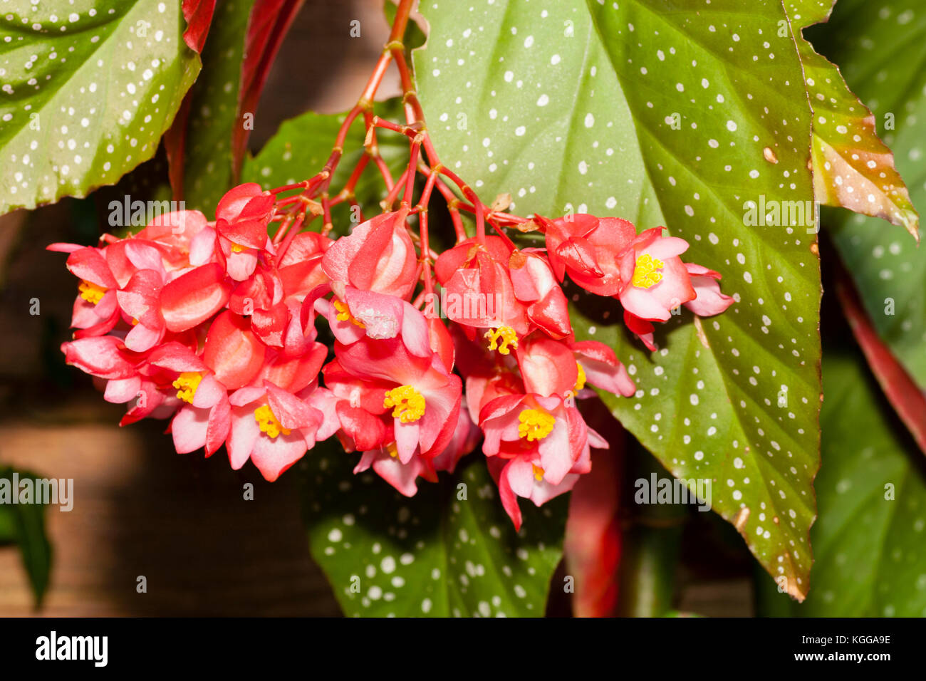 Red flower truss of the cane stemmed begonia hybrid, Begonia 'Lucerna' Stock Photo