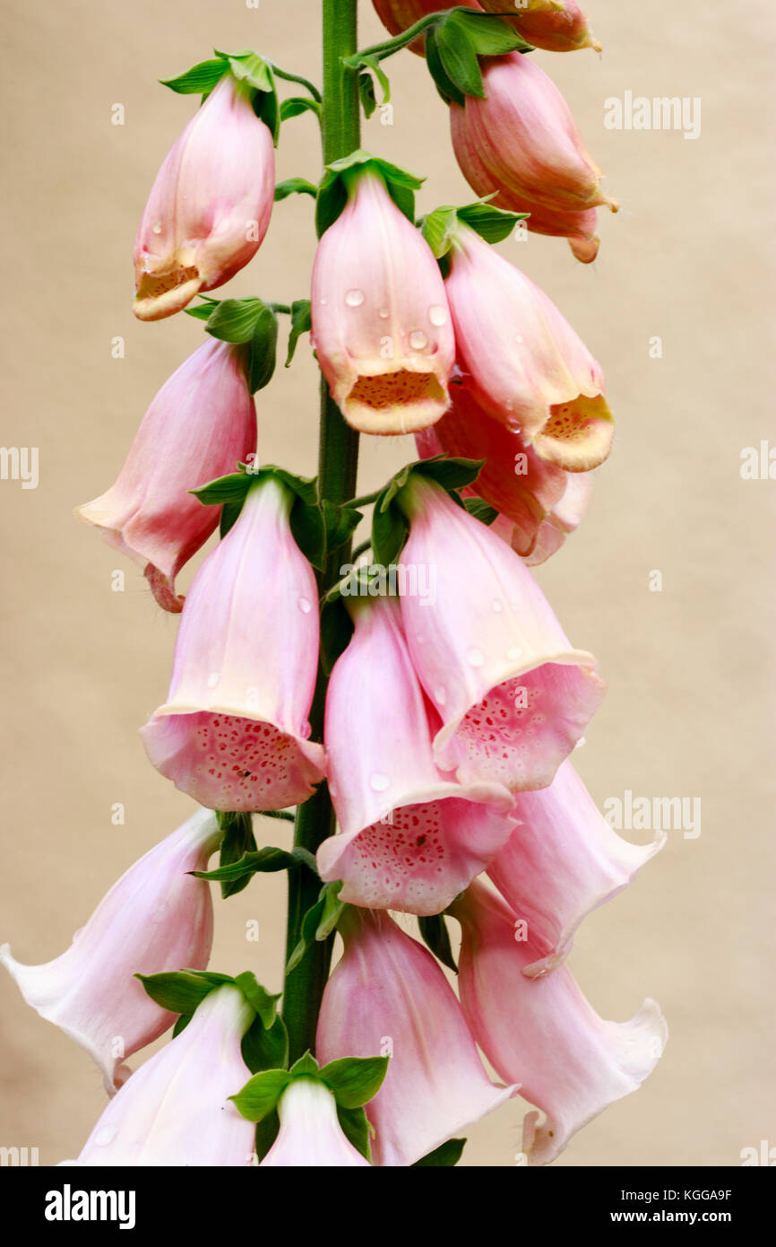Pale pink and apricot flowers of the hardy biennial foxglove, Digitalis purpurea 'Sutton's Apricot' Stock Photo