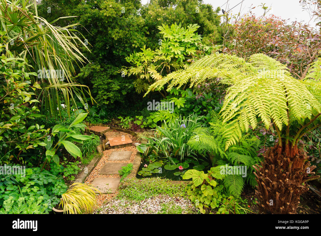 Small garden pond in an exotic garden in Plymouth, UK, surrounded by large leaved foliage plants Stock Photo