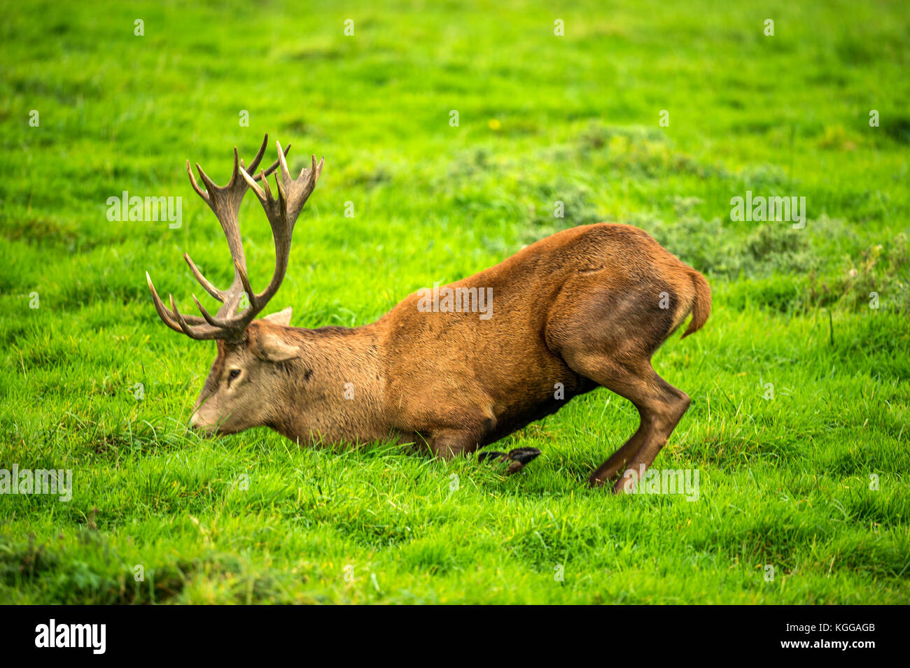 Autumn Red Deer Rut.Image sequence depicting scenes around male Stag's ...