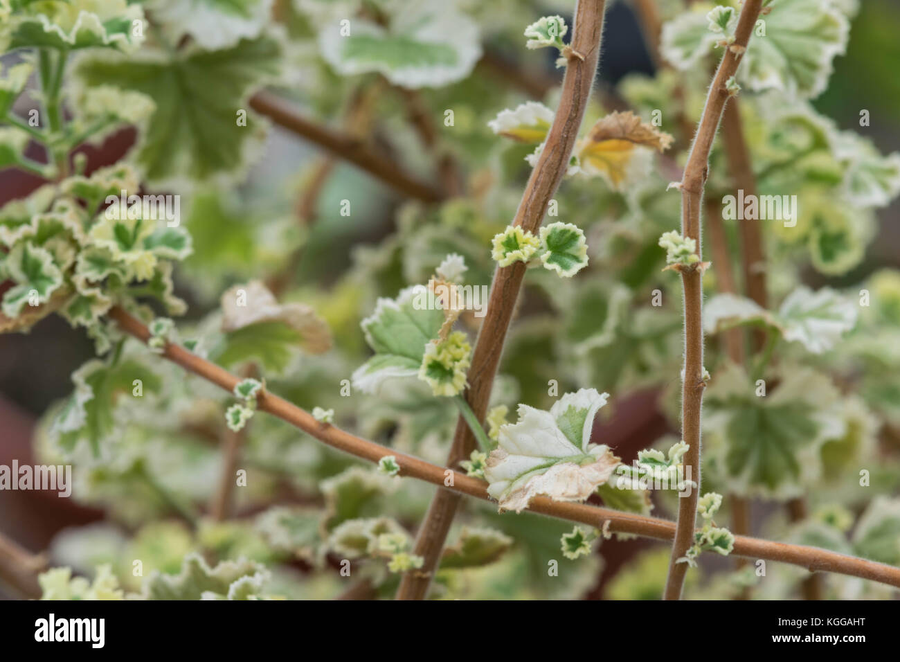 Pelargonium Crispum Variegatum, aromatic plants Stock Photo