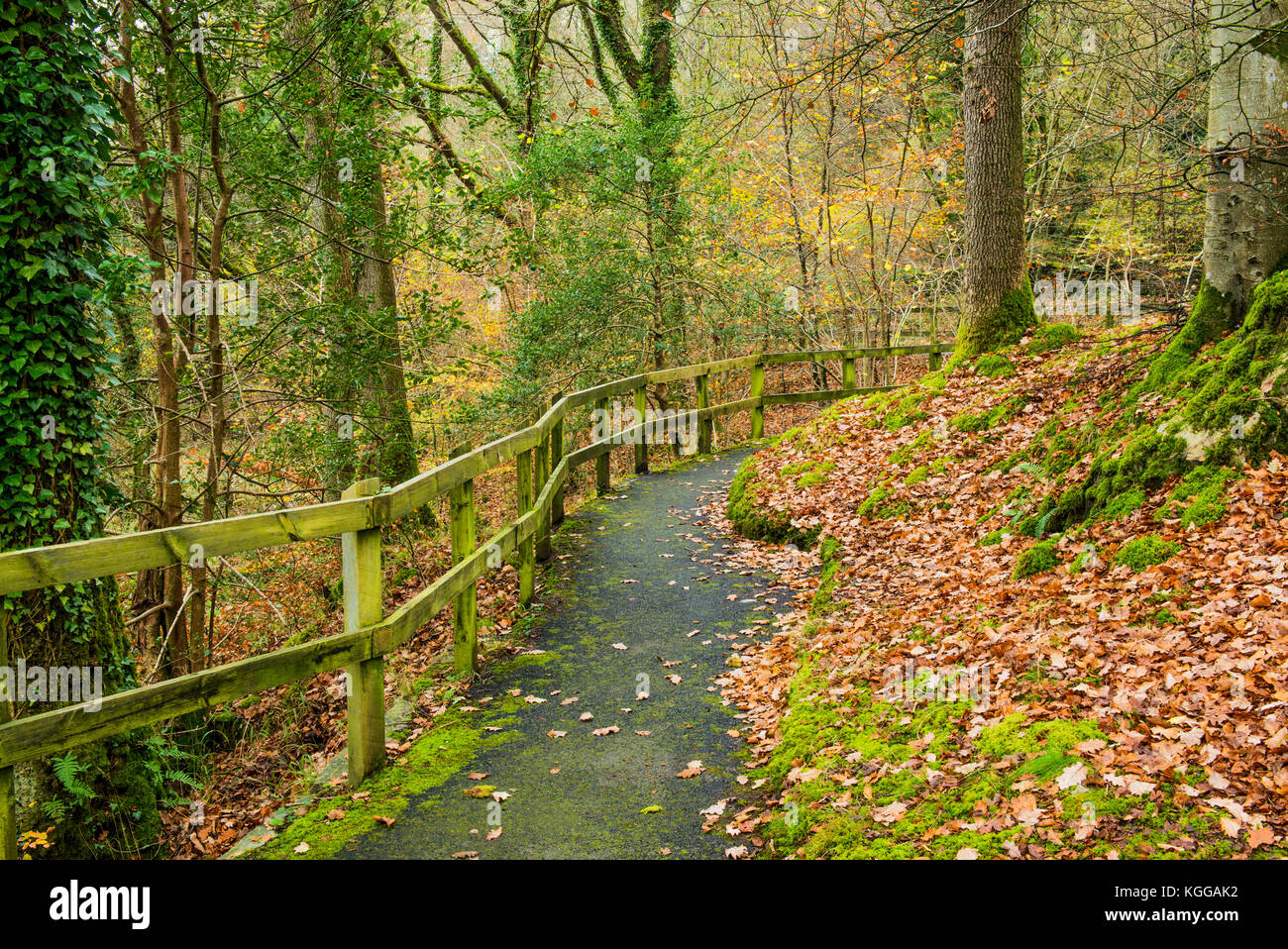 Woodland Path alongside the River Brathay, Lake District, near Clappersgate Stock Photo