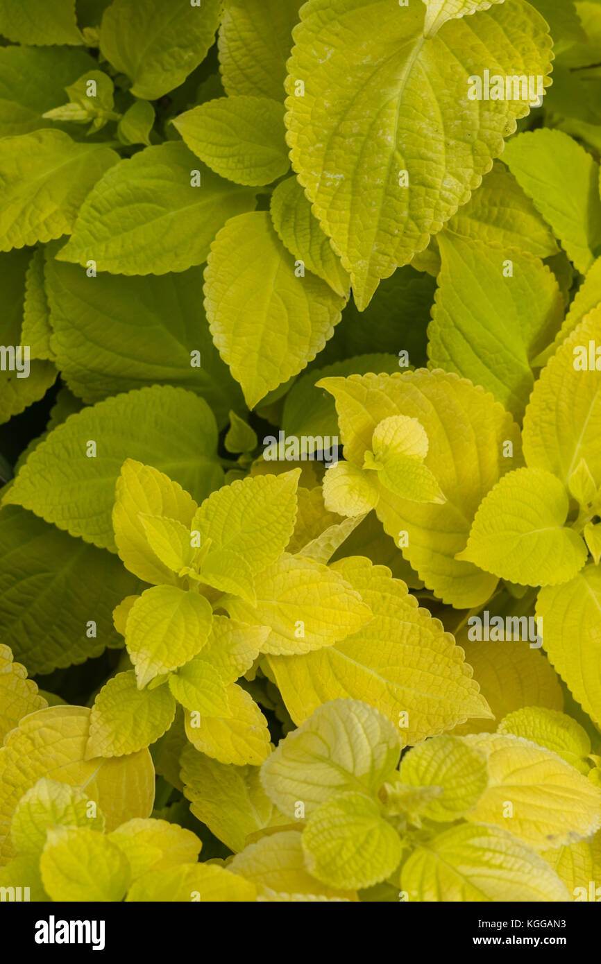 Plectranthus scutellarioides , lemon dash, compact low growing cultivar with golden green broad leaves. Stock Photo