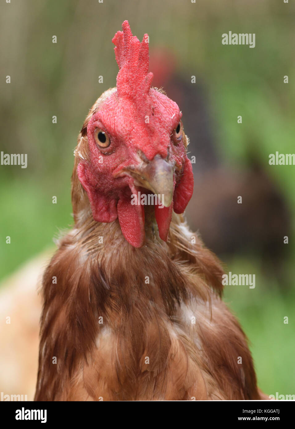 A scruffy, belligerent looking brown hen with splendid red comb and wattles. Burwash, Sussex, UK. Stock Photo