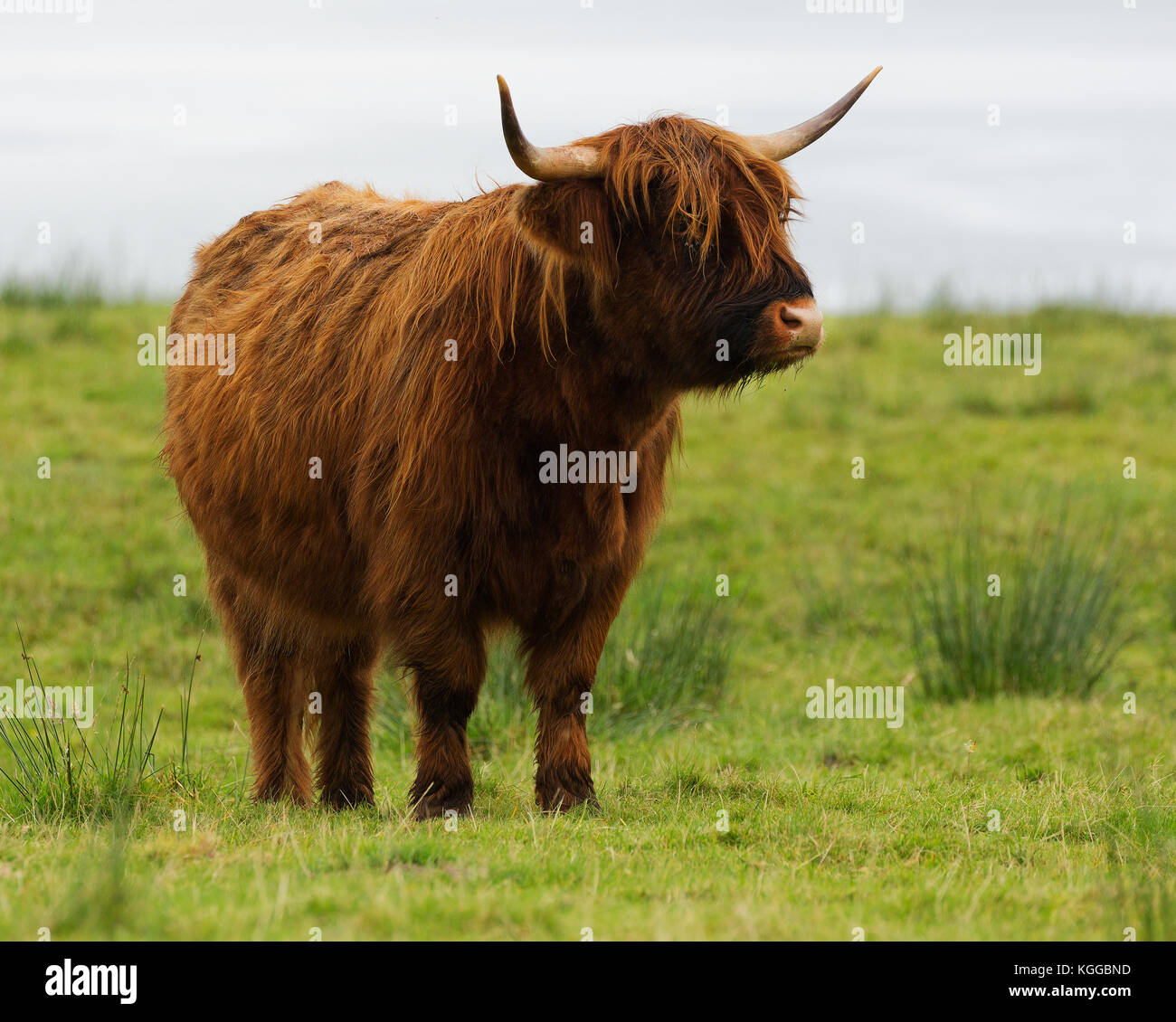 Scottish Highland cattle grazing in a field and pasture on the Isle of ...