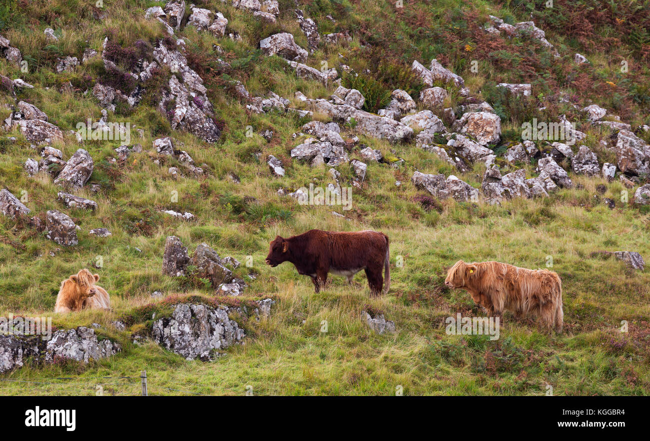 Scottish Highland cattle grazing in a field and pasture on the Isle of ...