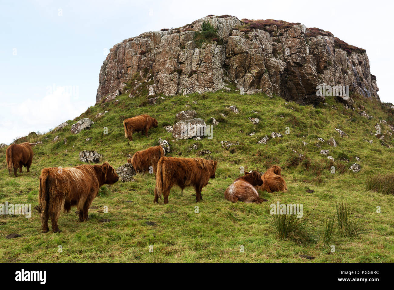 Scottish Highland cattle grazing in a field and pasture on the Isle of
