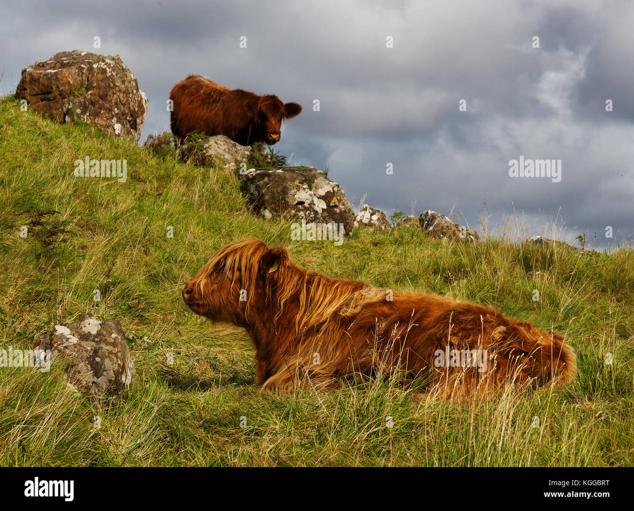 Scottish Highland cattle grazing in a field and pasture on the Isle of ...