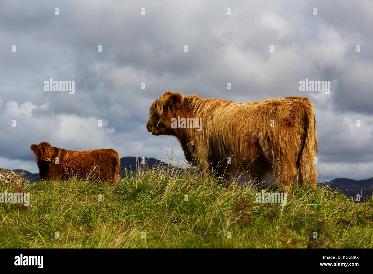 Scottish Highland cattle grazing in a field and pasture on the Isle of