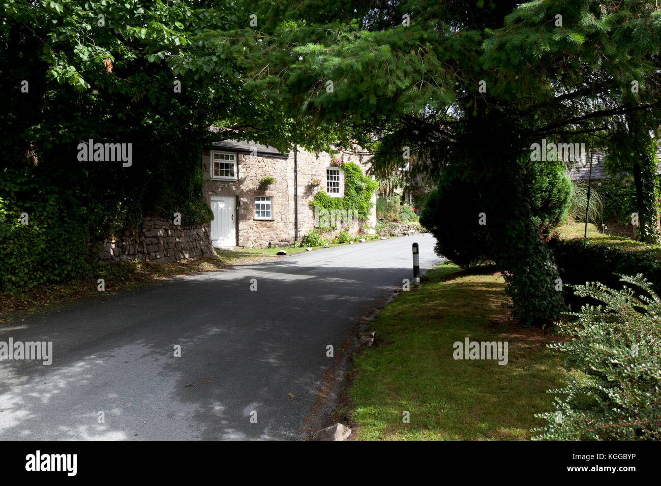 Trees overhanging road. St. Kew. Cornwall. England Stock Photo Alamy