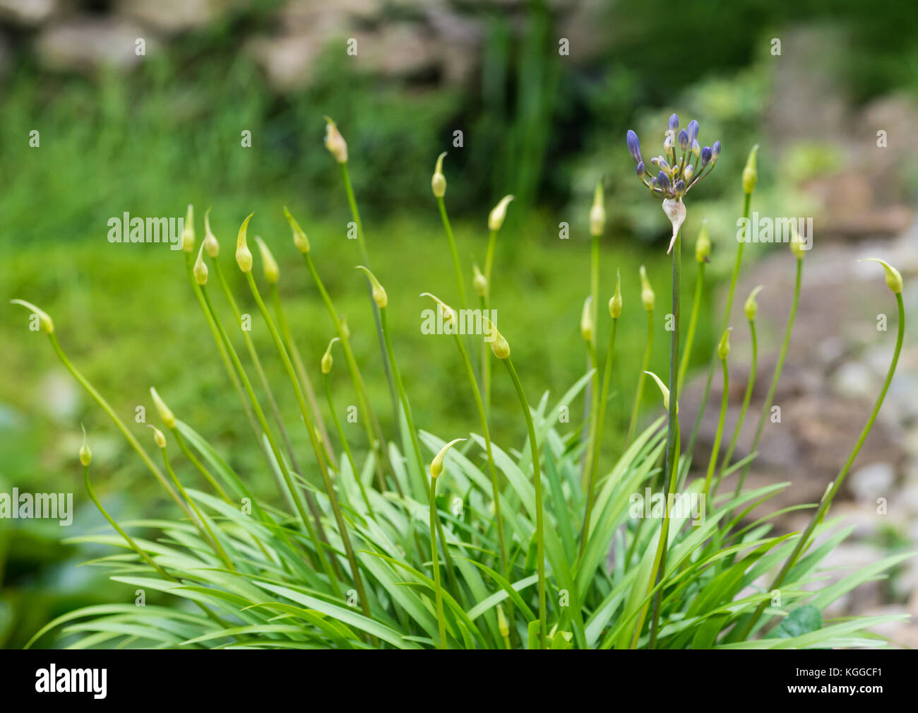 A shot of lots of agapanthus flower buds eminating from one plant. Stock Photo