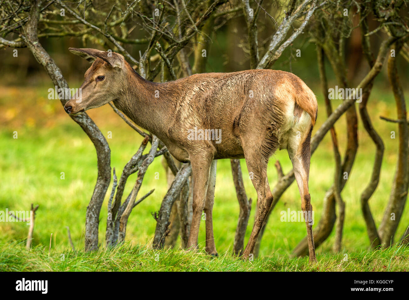 Autumn Red Deer Rut.Image sequence depicting scenes around male Stag's