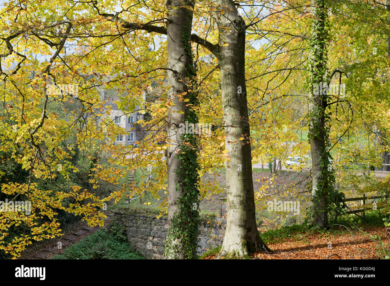 Autumn beech trees along the embankment to the old cotswold Sapperton Canal Tunnel and The Tunnel Inn. Coates, Cirencester, Gloucestershire, UK Stock Photo