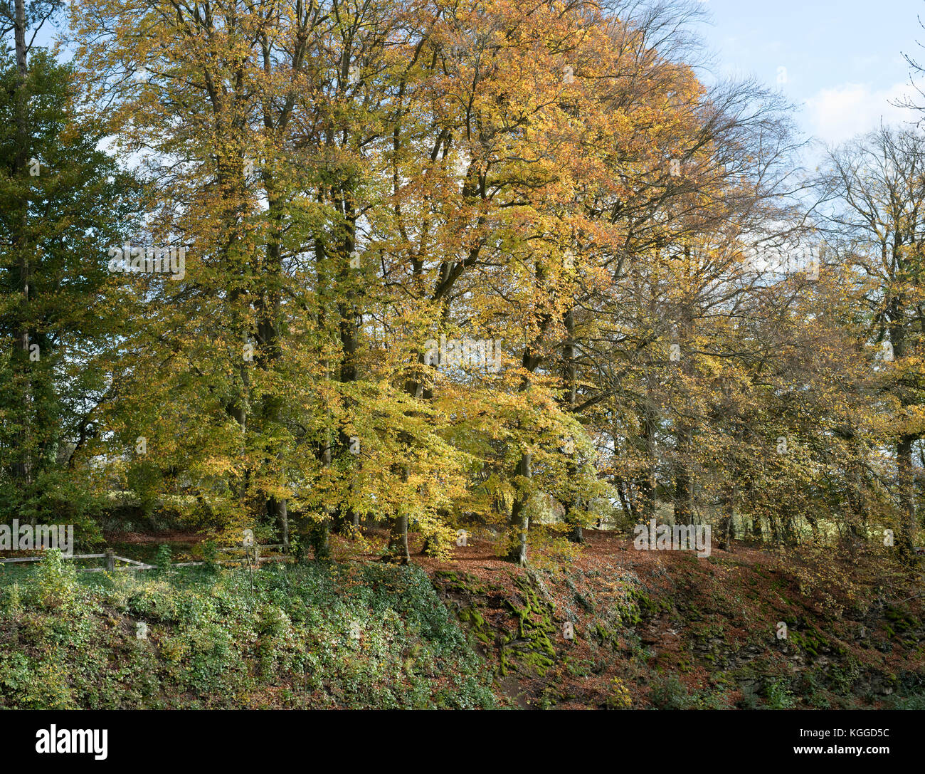 Autumn beech trees along the embankment to the old cotswold Sapperton Canal Tunnel and The Tunnel Inn. Coates, Cirencester, Gloucestershire, UK Stock Photo