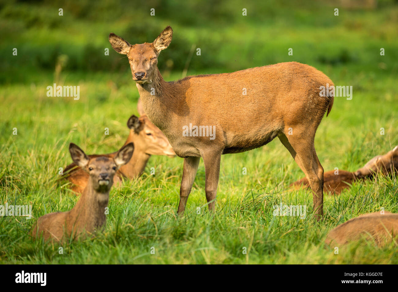 Autumn Red Deer Rut.Image sequence depicting scenes around male Stag's and Female Hind's with young at rest and battling during the annual autumn rut. Stock Photo