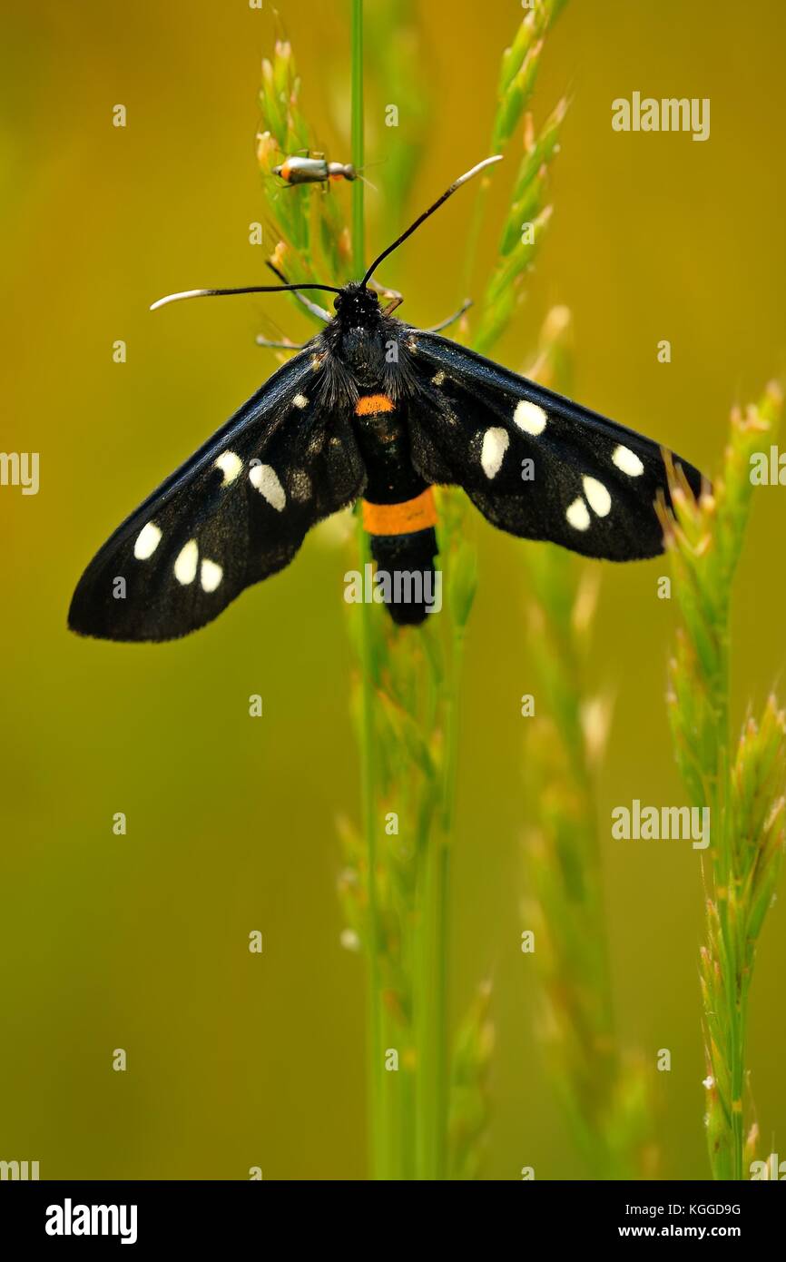 Tiger moth (amata kruegeri) sitting on the grass Stock Photo
