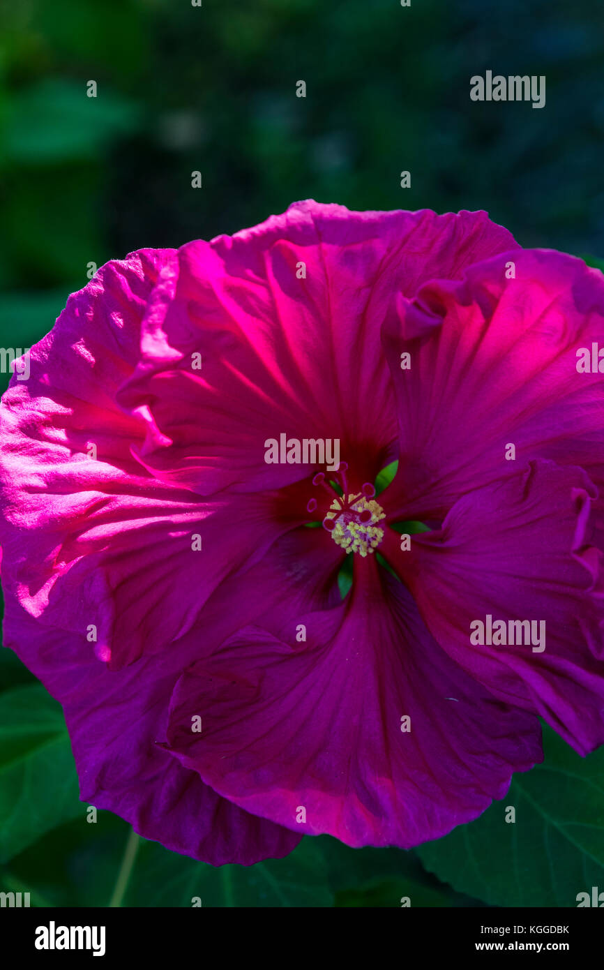 The spectacular house and gardens of Villa Reale, Marlia, Lucca, Italy Stock Photo Alamy