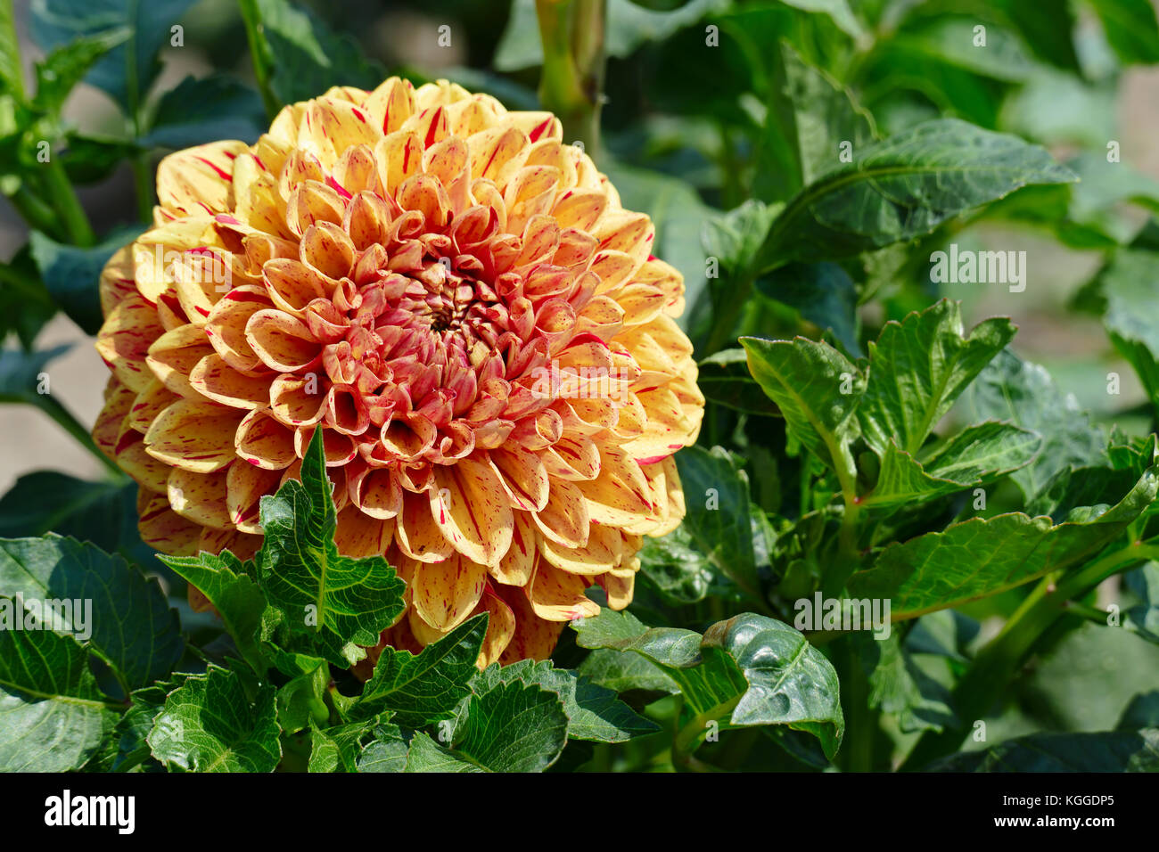 Bright yellow dahlias in the flower bed in the park. Floral background. Stock Photo