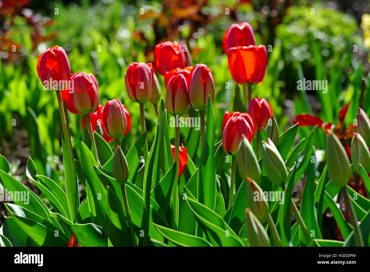Bright spring tulips on a flower bed in a park Stock Photo - Alamy
