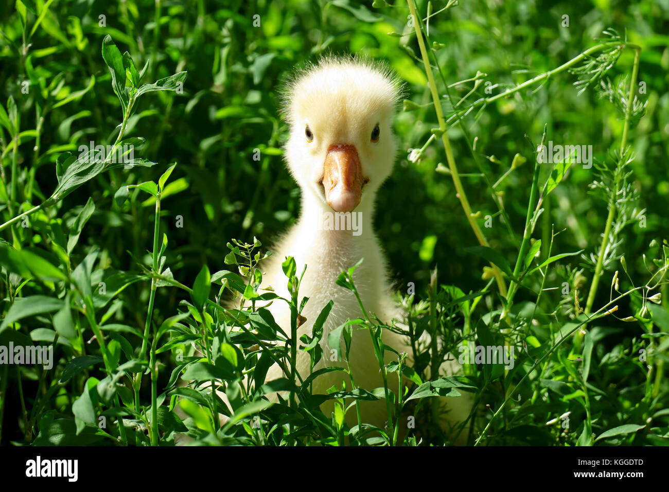 small yellow goose in the green grass on the lawn Stock Photo