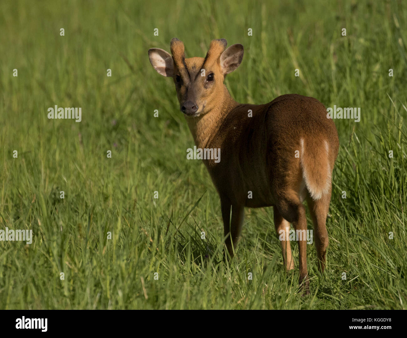 Muntjac looking back Stock Photo
