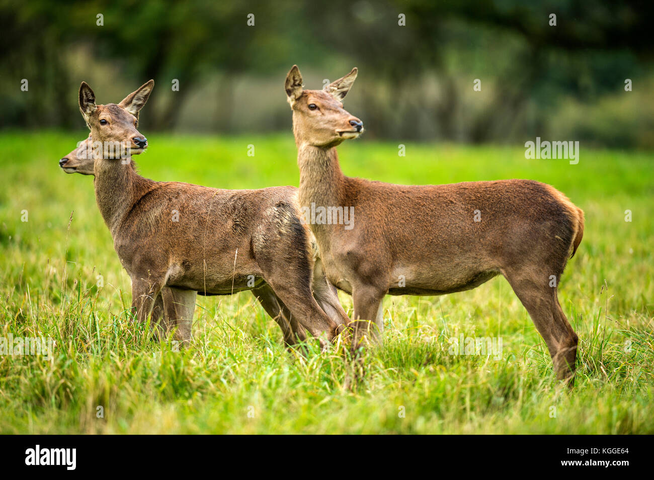 Autumn Red Deer Rut.Image sequence depicting scenes around male Stag's and Female Hind's with young at rest and battling during the annual autumn rut. Stock Photo