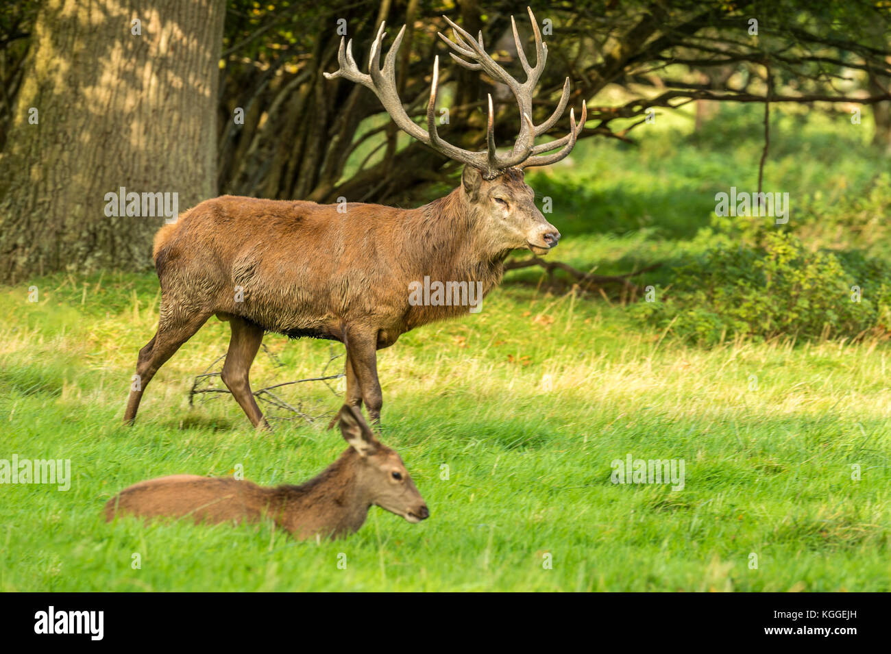 Autumn Red Deer Rut.Image sequence depicting scenes around male Stag's ...