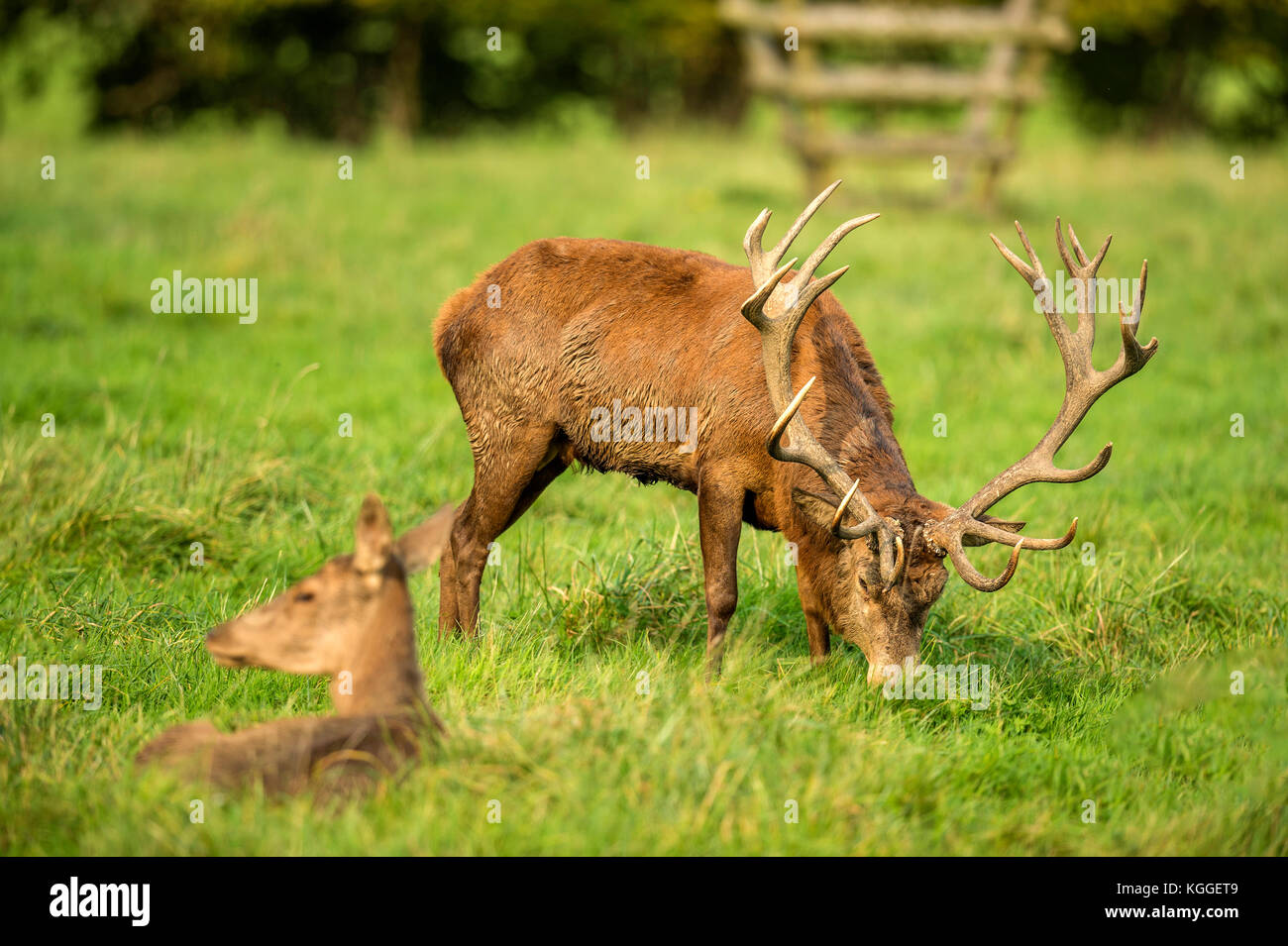 Autumn Red Deer Rut.Image sequence depicting scenes around male Stag's ...