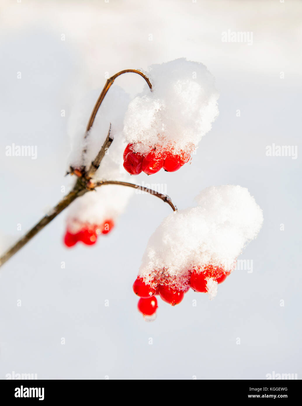 red berries rowanberry on a branch under snow in winter Stock Photo - Alamy