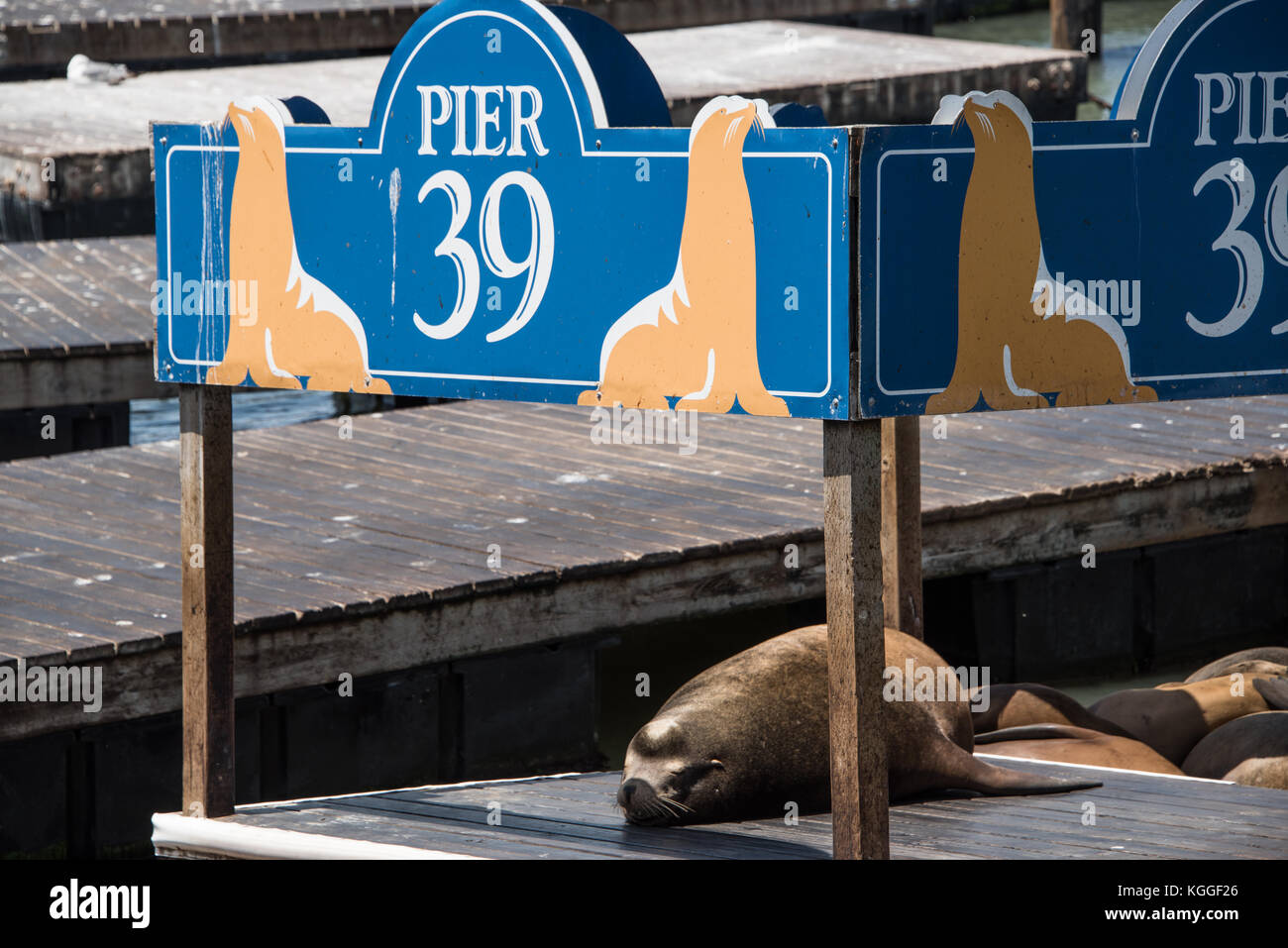 Seals at Pier 39 Stock Photo