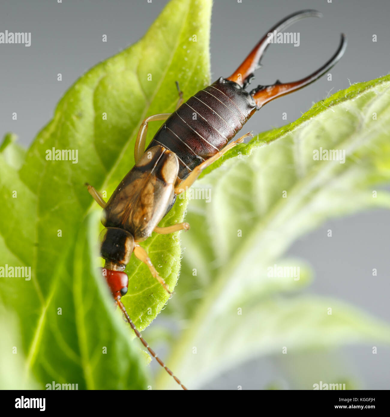 Amazing earwig adopts the curved shapes of green leaves where is