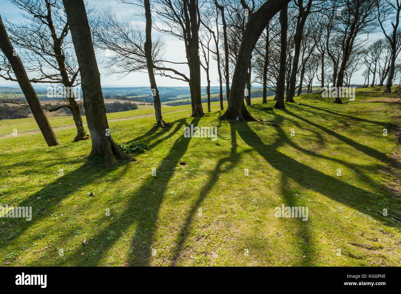 Spring afternoon at Chanctonbury Ring, West Sussex, England. South Downs National Park. Stock Photo