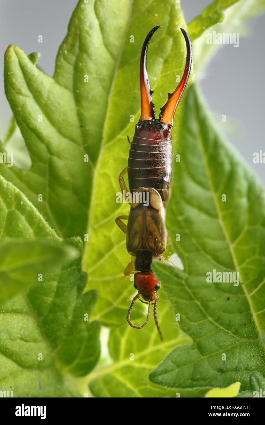 Earwig licks tip of its right antenna while is hanging upside down at tomato plant leaf. This beautiful insect can be a pest or an ally for farmers Stock Photo