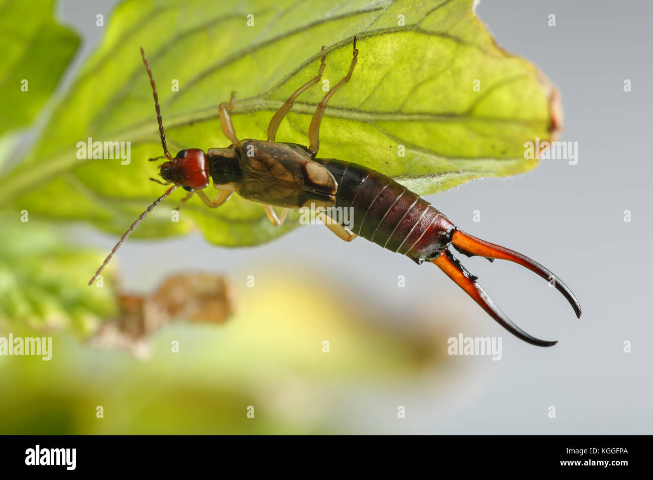 Close-up of earwig hanging on small and damaged leaf of tomato plant, on gray background. Forficula auricularia is a well known insect pest in farming Stock Photo