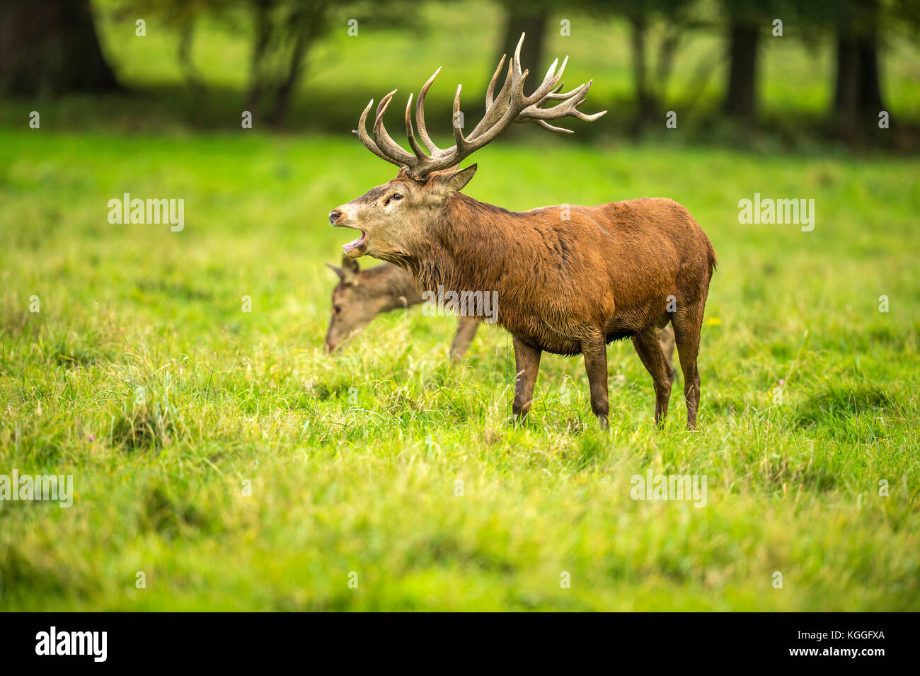 Autumn Red Deer Rut.Image sequence depicting scenes around male Stag's and Female Hind's with young at rest and battling during the annual autumn rut. Stock Photo