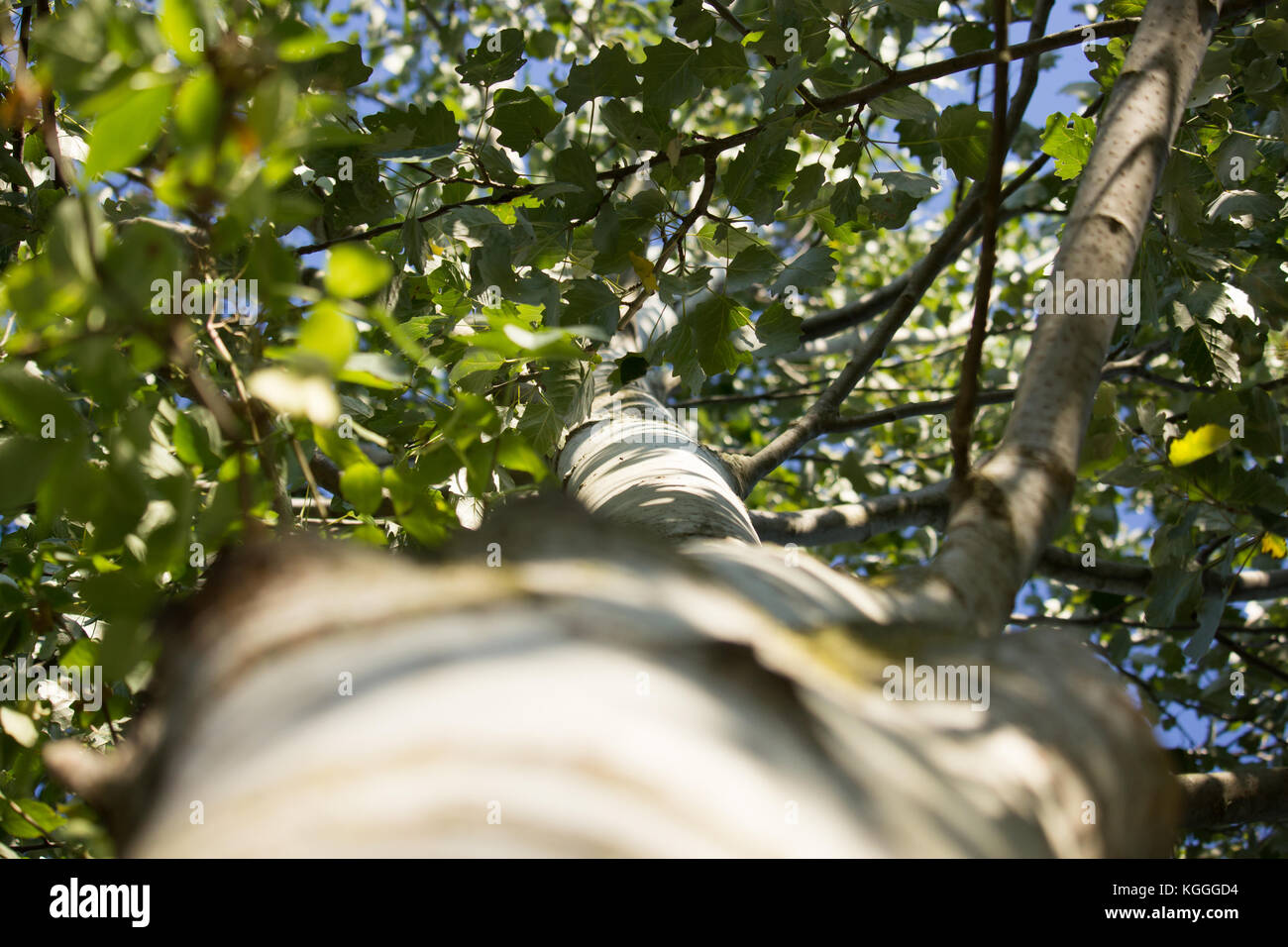 Poplar Tree From Below Stock Photo