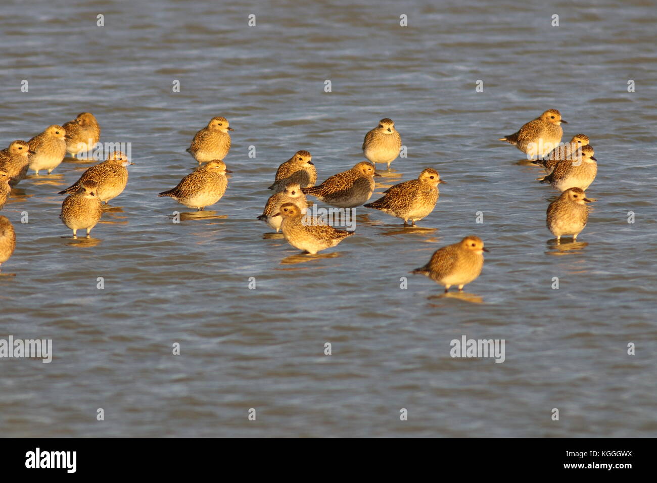 Golden Plovers standing in water, resting during October in their winter plumage at Oare Marsh Kent UK. Latin name Pluvialis apricaria. Stock Photo
