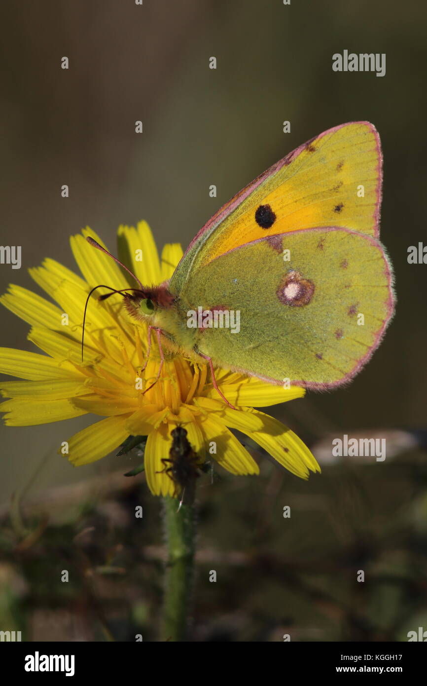 Clouded Yellow Butterfly feeding on yellow flower in October at Oare Marsh, latin name Colias croceus. With another insect sharing the food Stock Photo