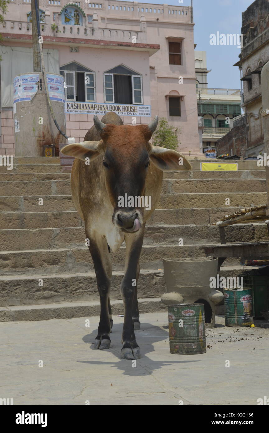 a cow sticking his tongue in the middle of the ancient city Varanasi, neext to the Ganges river. brown cow with big horns and small horns licking nose. Stock Photo