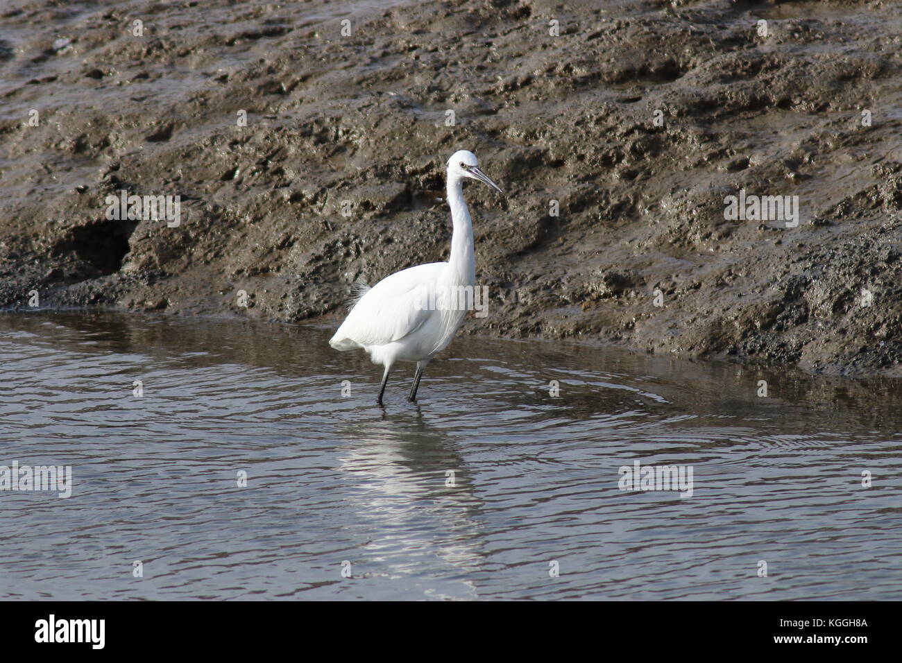 Little egret in estuary water with wet mud as background, seen in uk at Oare in Kent, latin name Egretta garzetta. Stock Photo