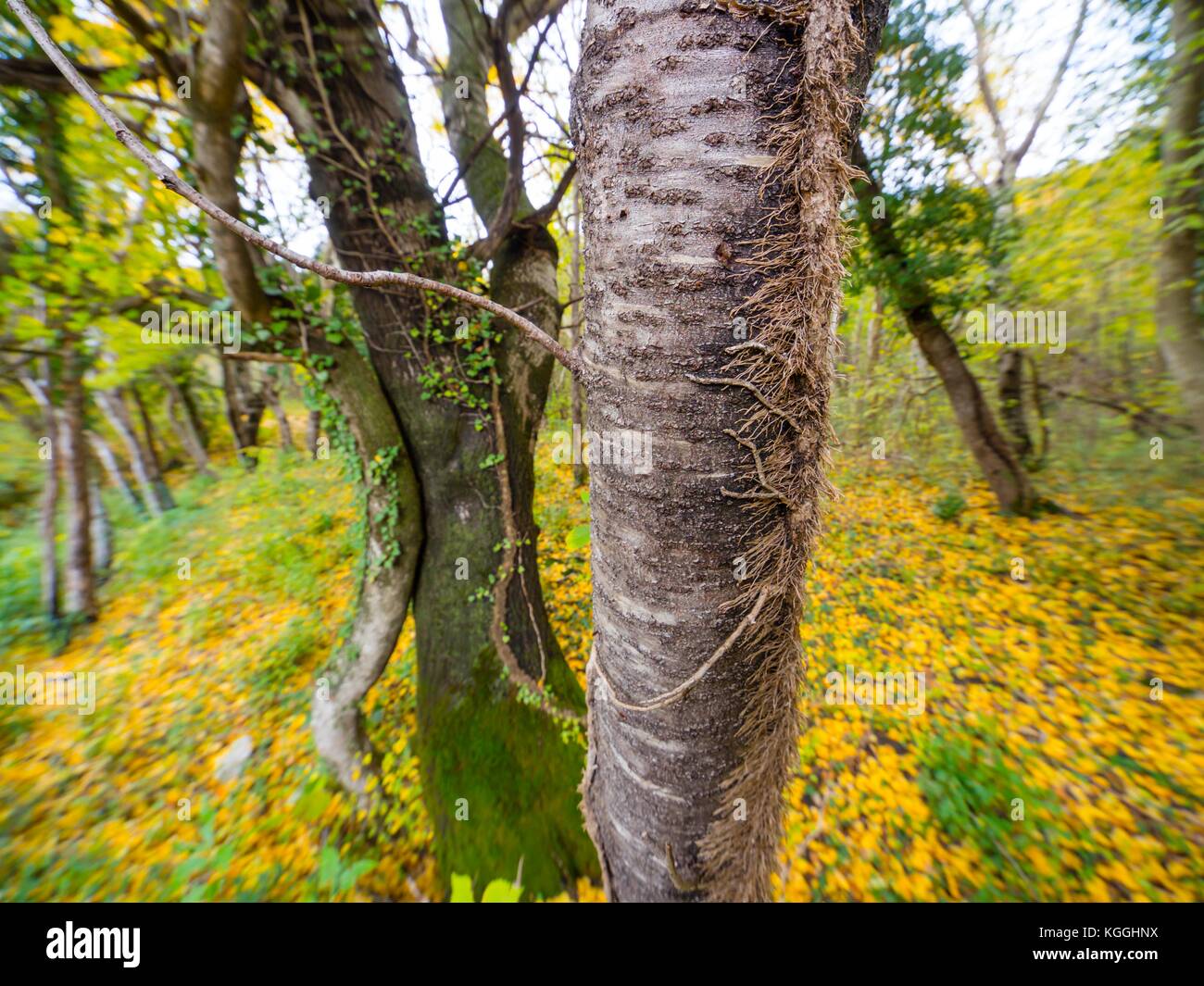 Autumn Yellow vivid intensive seasonal colors focus on tree trunk blurry background Stock Photo