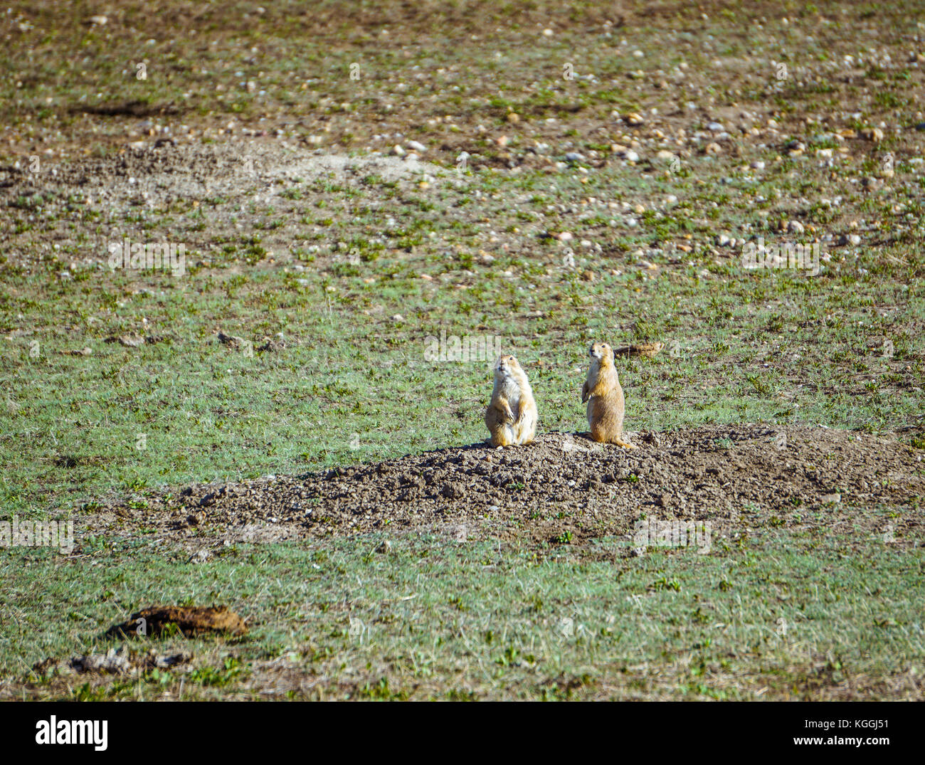 Two Prairie Dogs in Badlands National Park Stock Photo