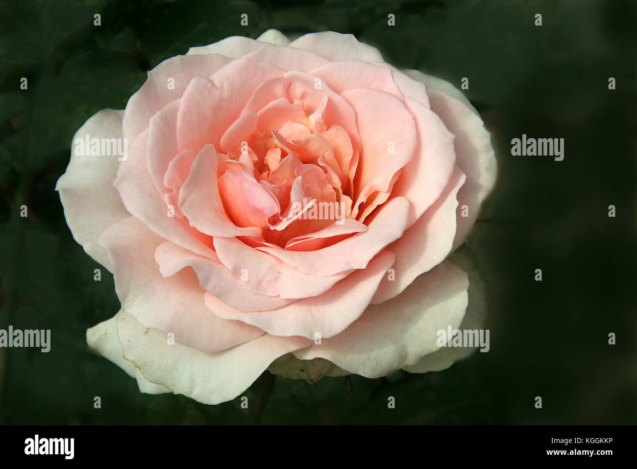 Light, pink, delicate, concentric petals of rose isolated on dark green background Stock Photo