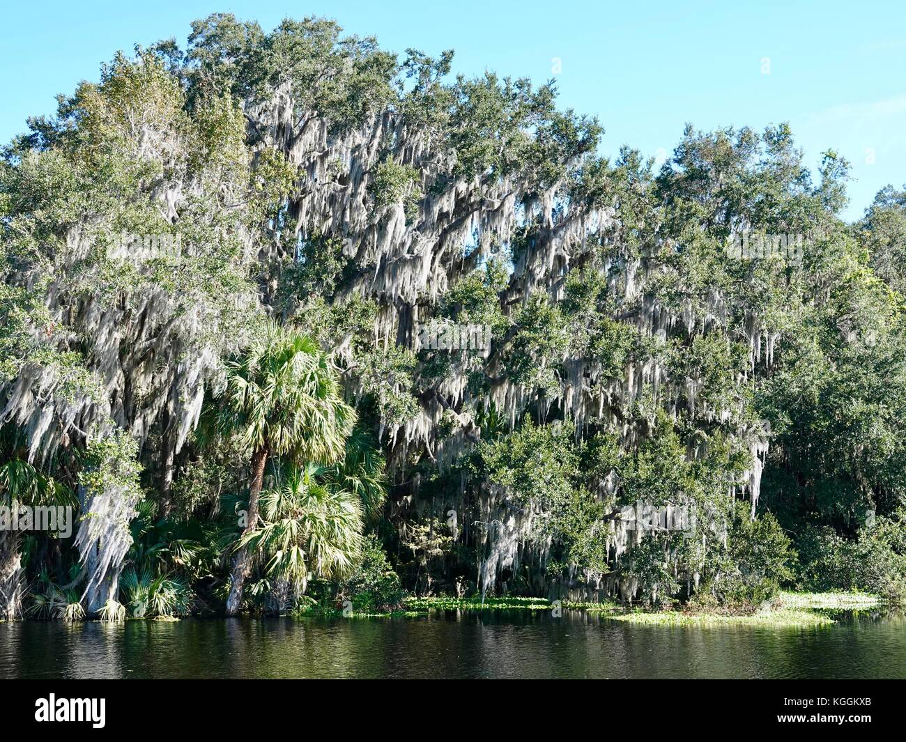 Live oak trees covered with hanging moss on the edge of a lake in ...