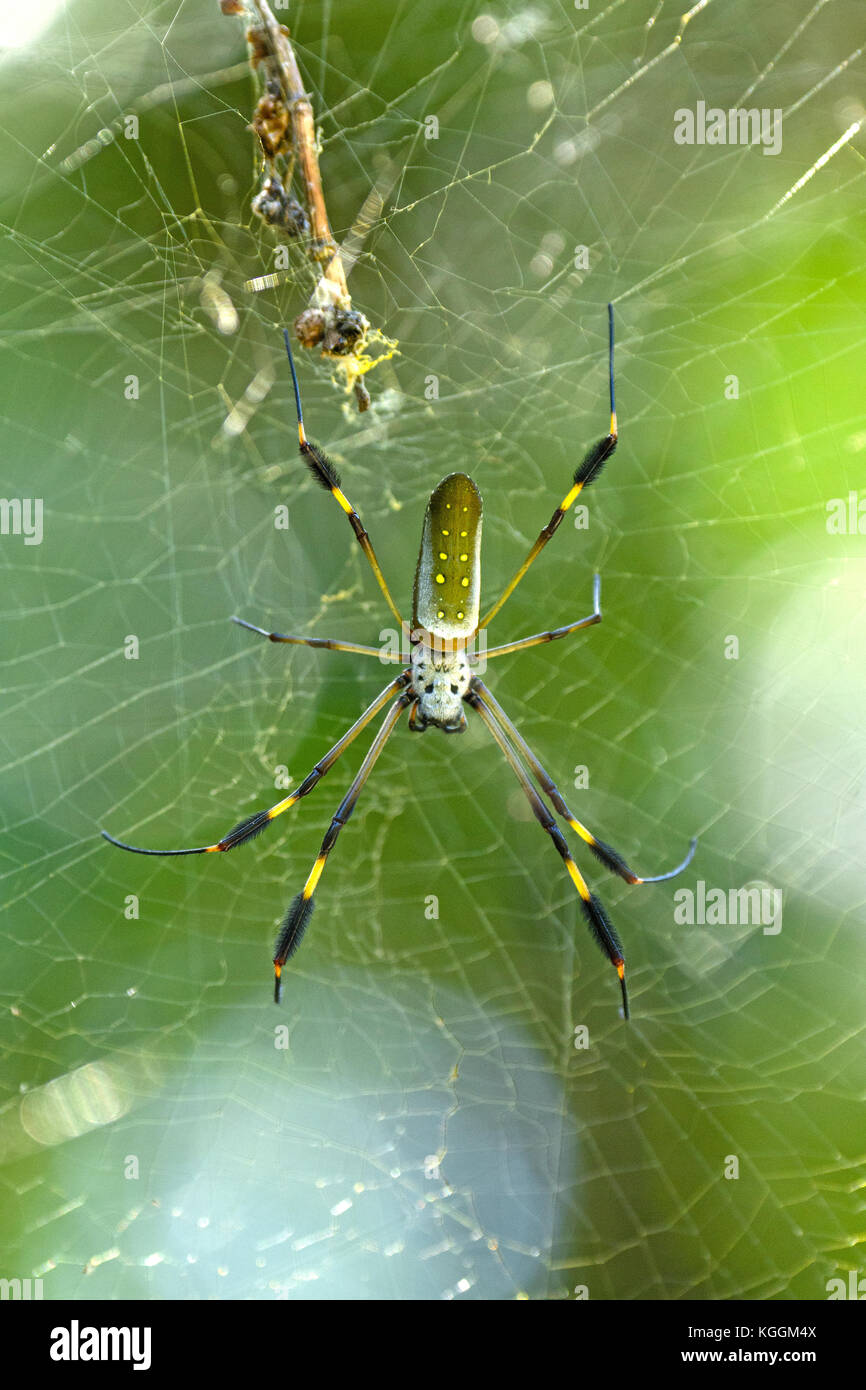 Golden Orb Spider in the Forest in Tortuguero National Park in Costa Rica Stock Photo