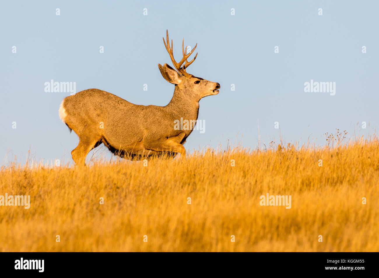 Mule deer (Odocoileus hemionus), Wall, South Dakota, USA Stock Photo